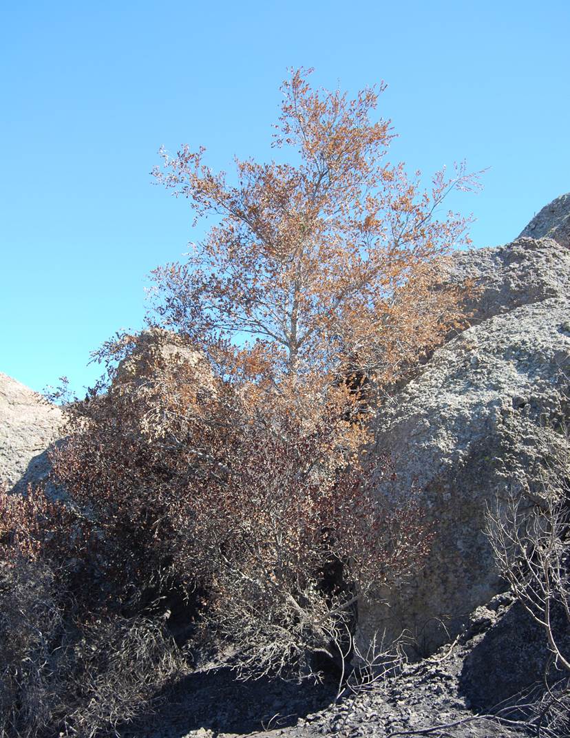 quercus-agrifolia-24sept2013-3