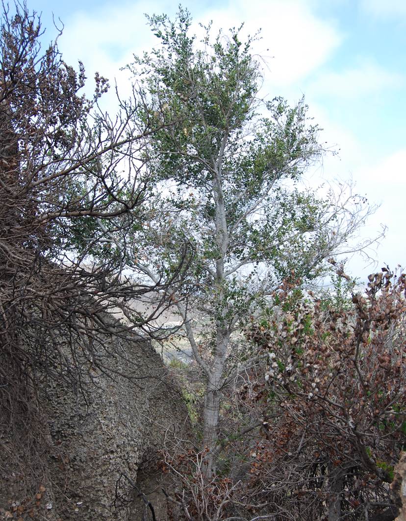 quercus-agrifolia-6june2014-2