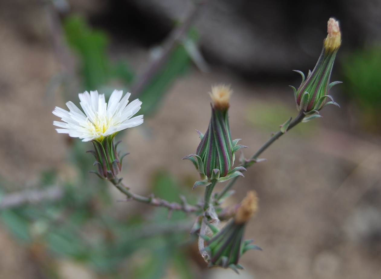 rafinesquia-californica-20may2014-4