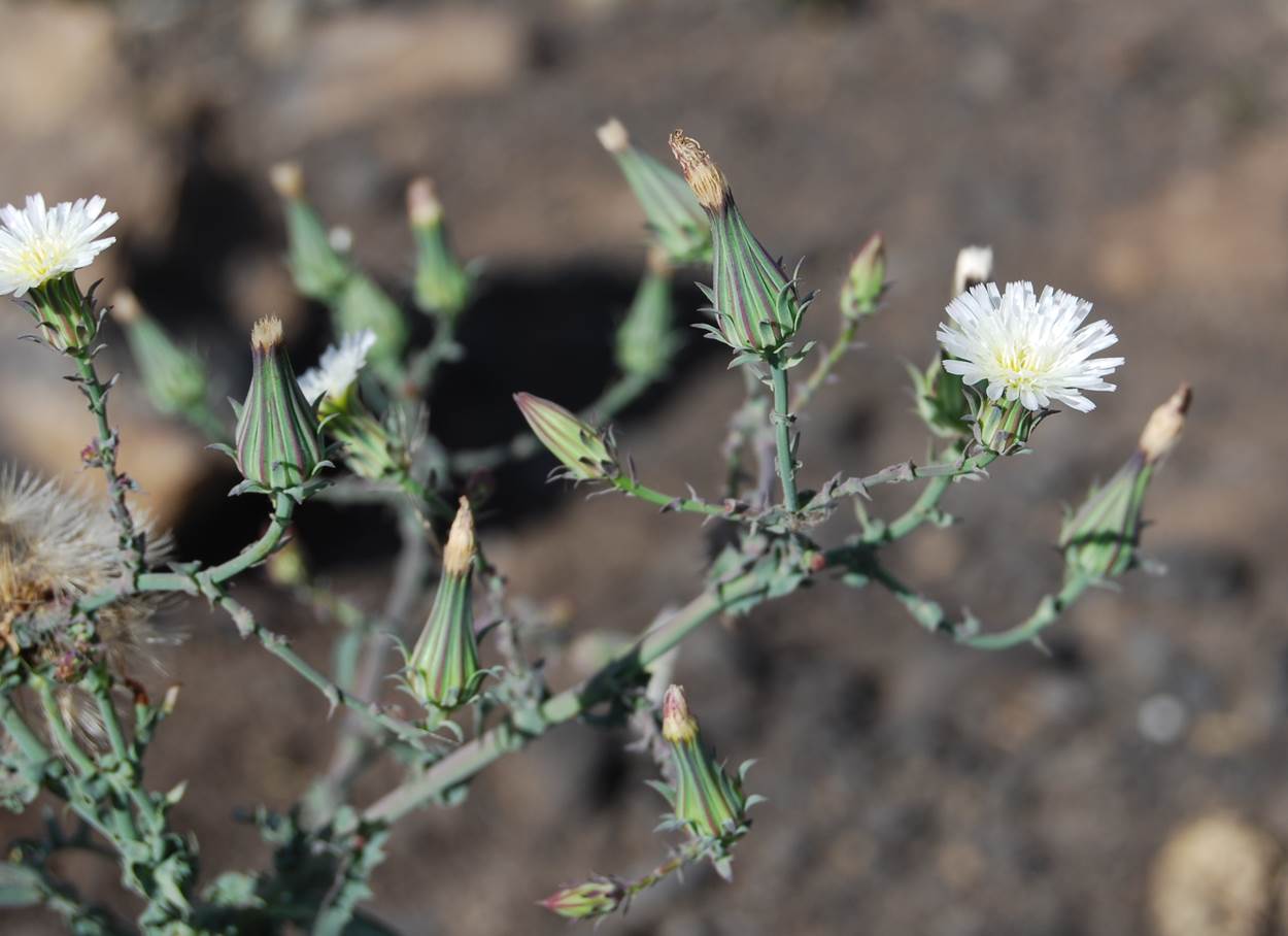 rafinesquia-californica-20may2014-8
