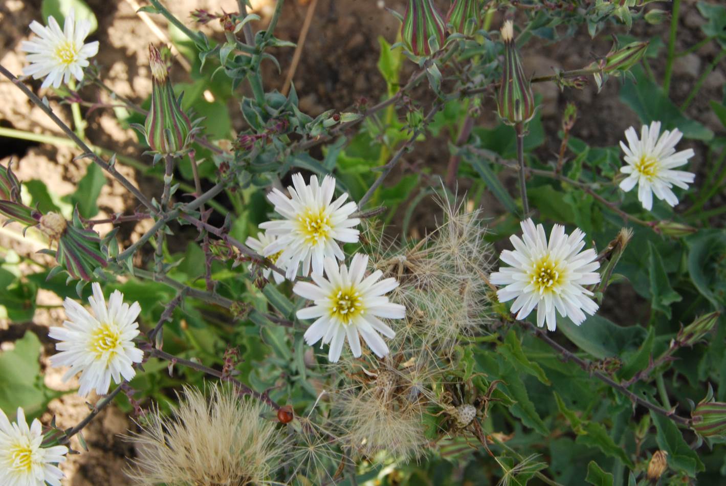 rafinesquia-californica-2june2014-3