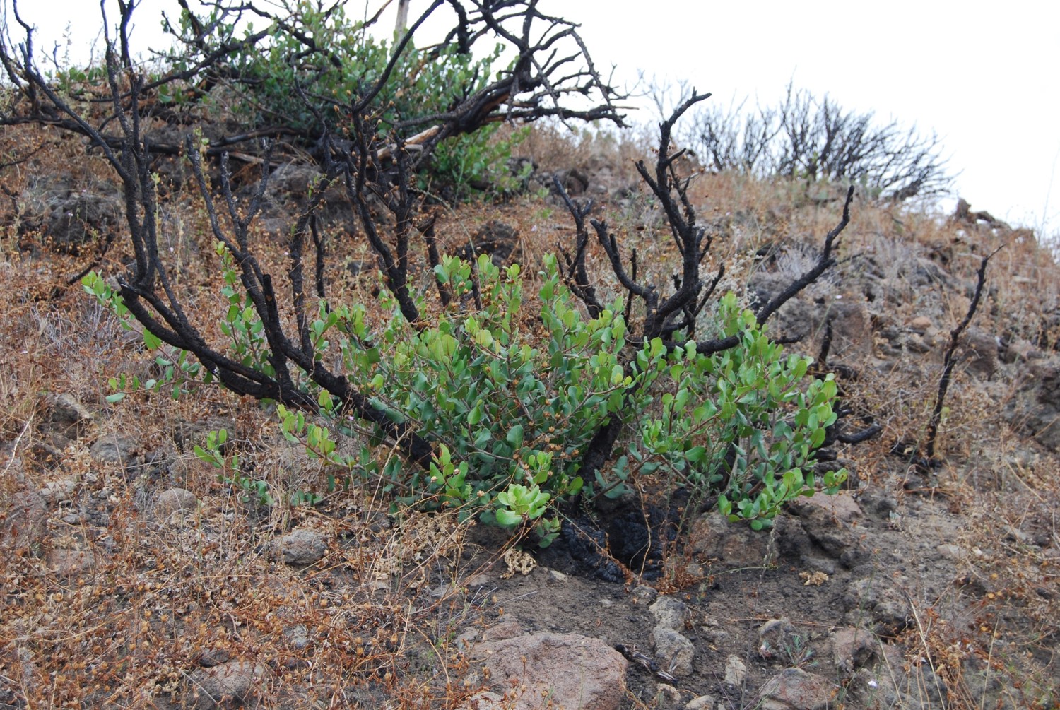 rhus-integrifolia-1june2015-1