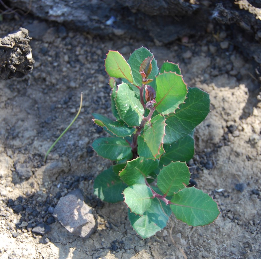 rhus-integrifolia-2may2014-2