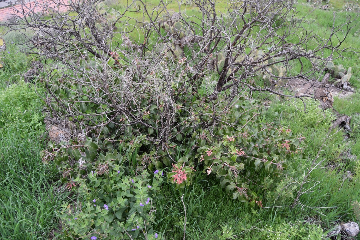rhus-ovata-19mar2016-1