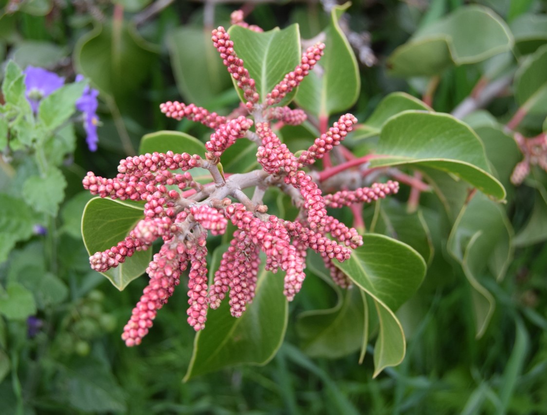 rhus-ovata-19mar2016-8