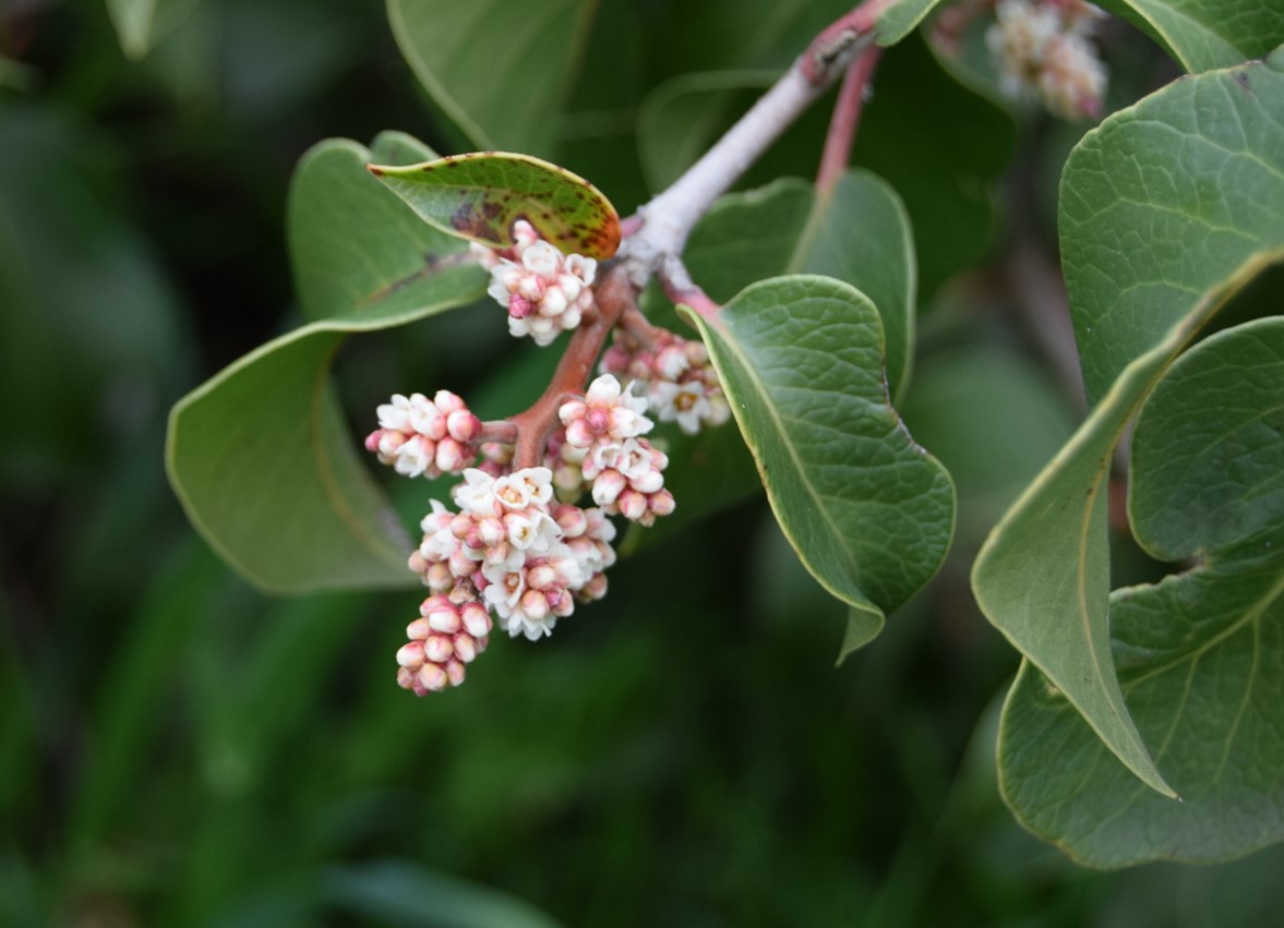 rhus-ovata-19mar2016-9