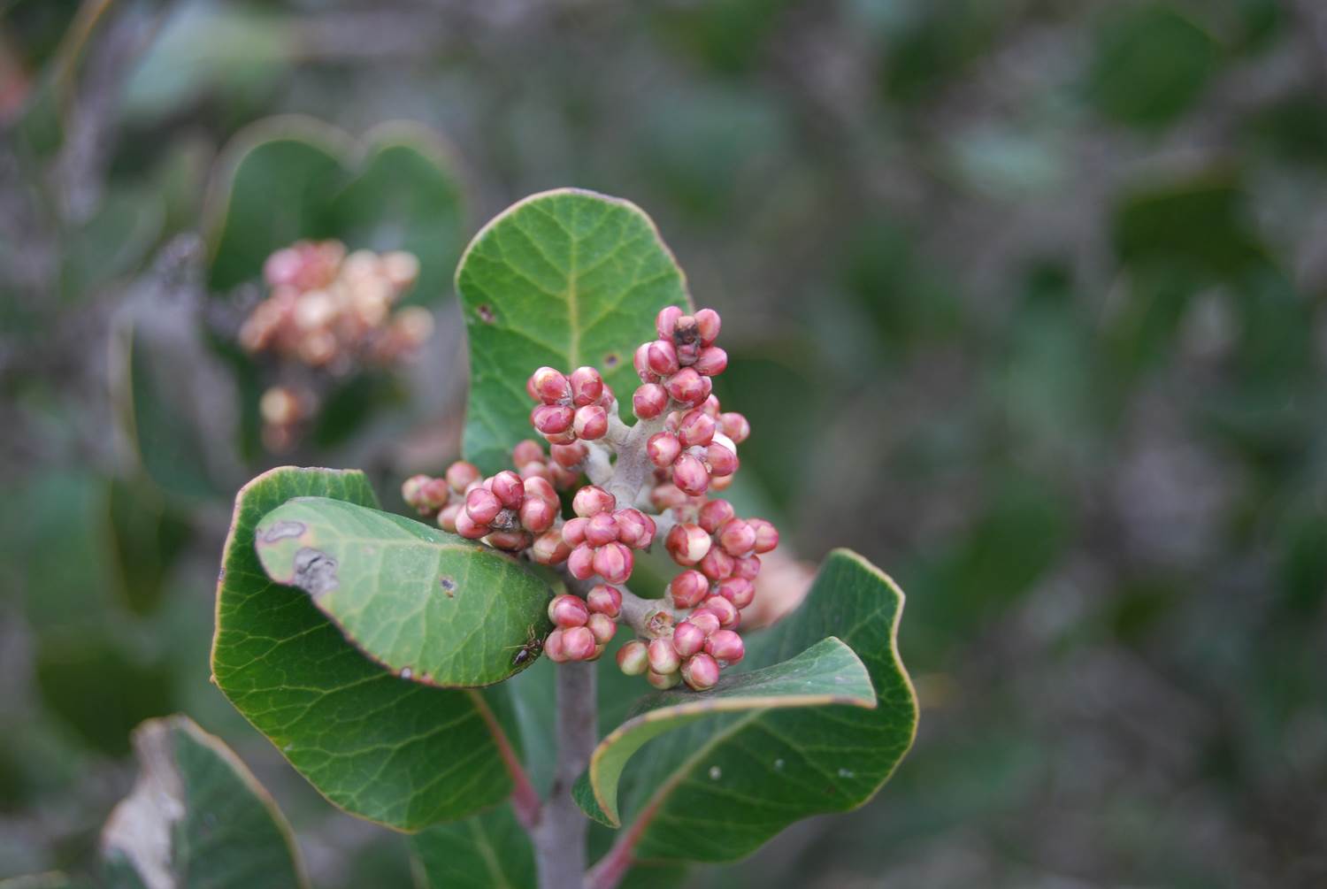 rhusintegrifolia-5feb2013