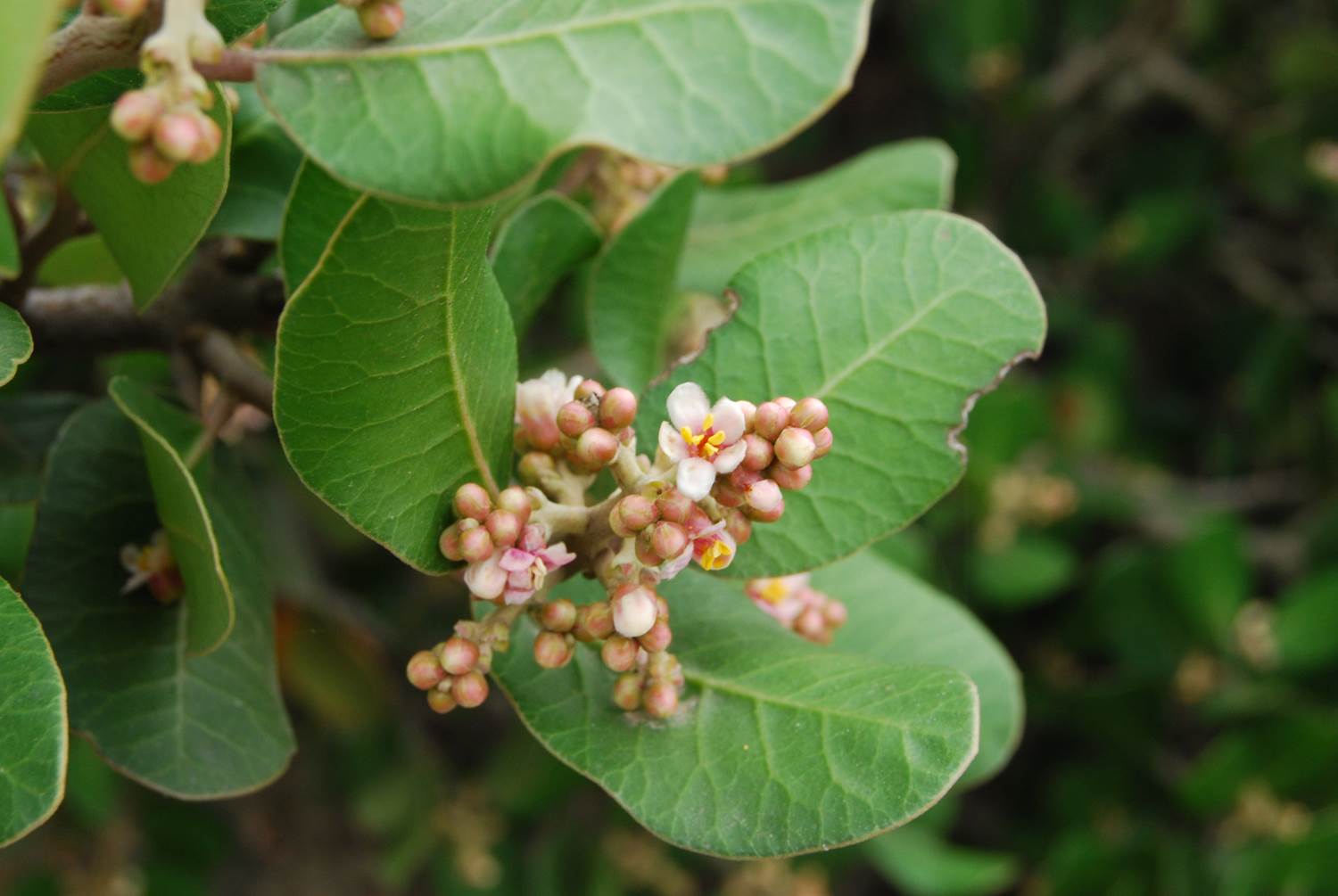rhusintegrifolia-5mar2013