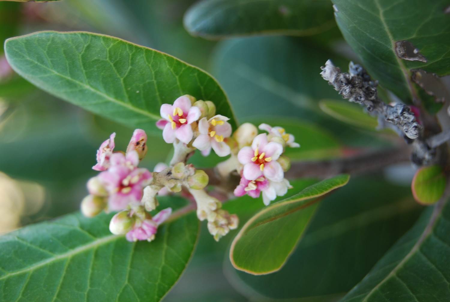 rhusintegrifolia-7feb2013