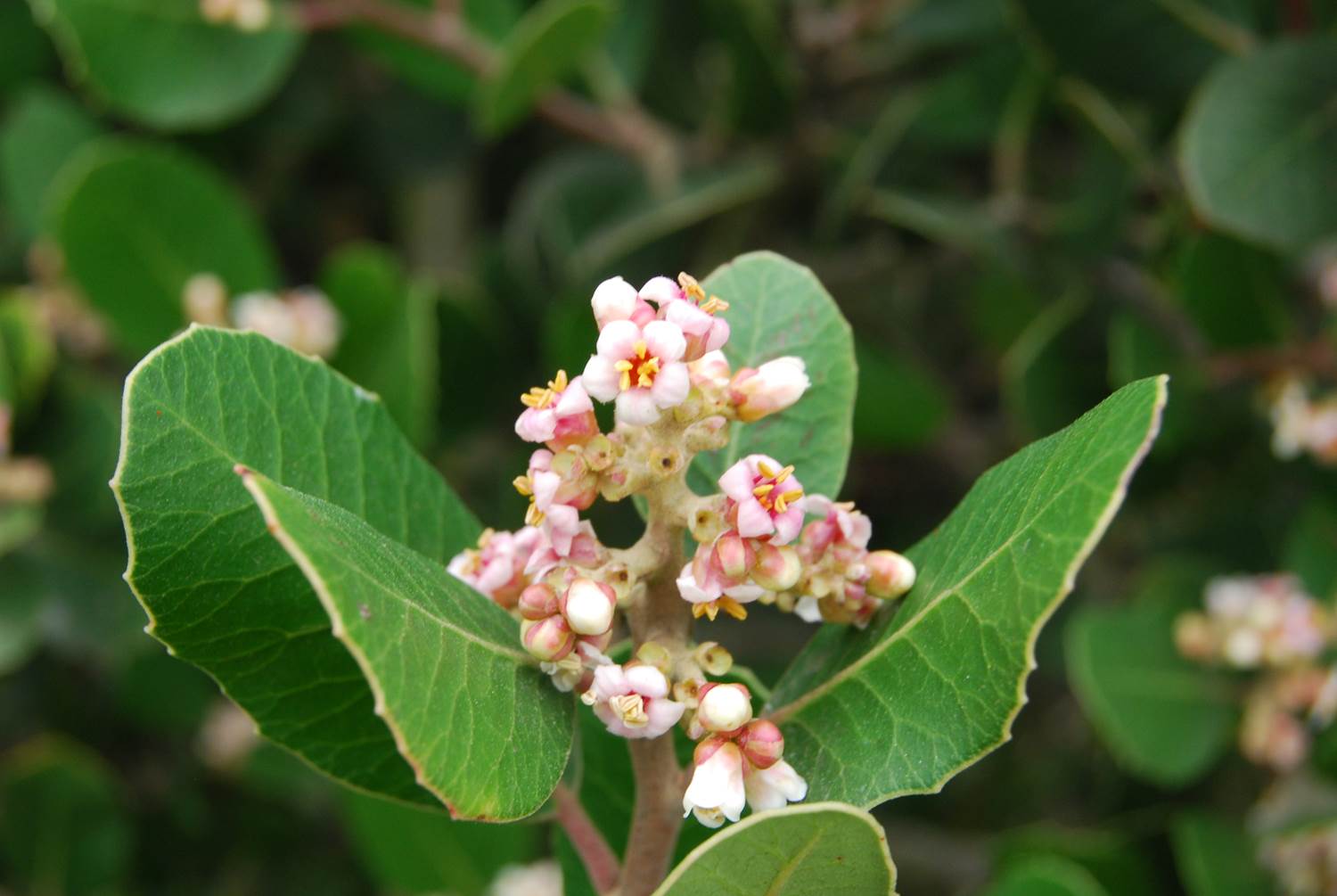 rhusintegrifolia-7mar2013.