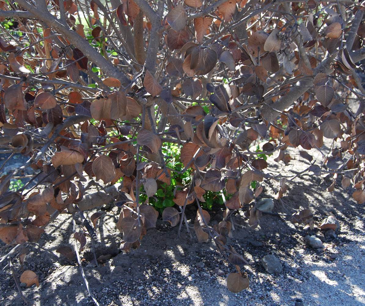 rhusovata-8oct2013-1