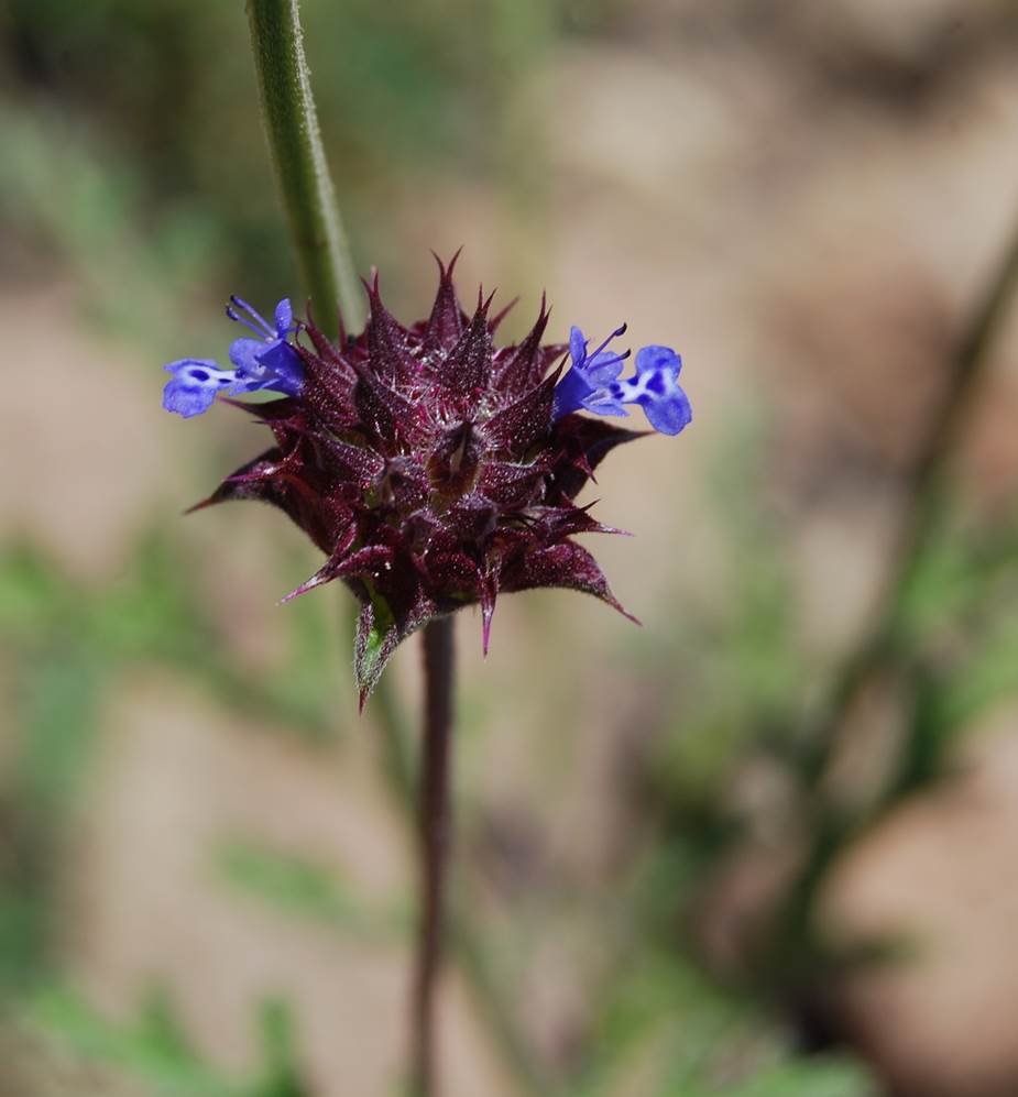 salvia-columbariae-23may2014-11 salvia-columbariae-23may2014-11