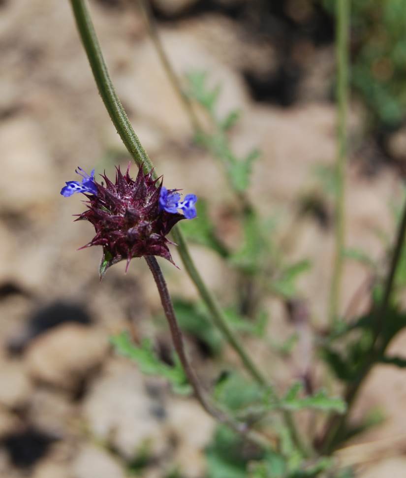 salvia-columbariae-23may2014-2 salvia-columbariae-23may2014-2
