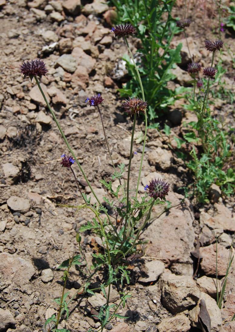 salvia-columbariae-23may2014-6 salvia-columbariae-23may2014-6