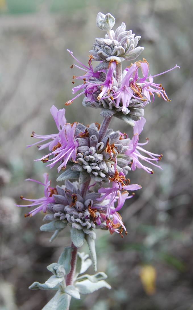 salvia-leucophylla-14apr2013-4