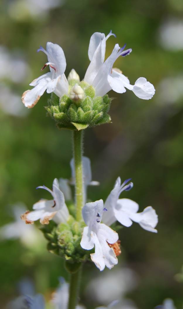 salvia-mellifera-19apr2008-2