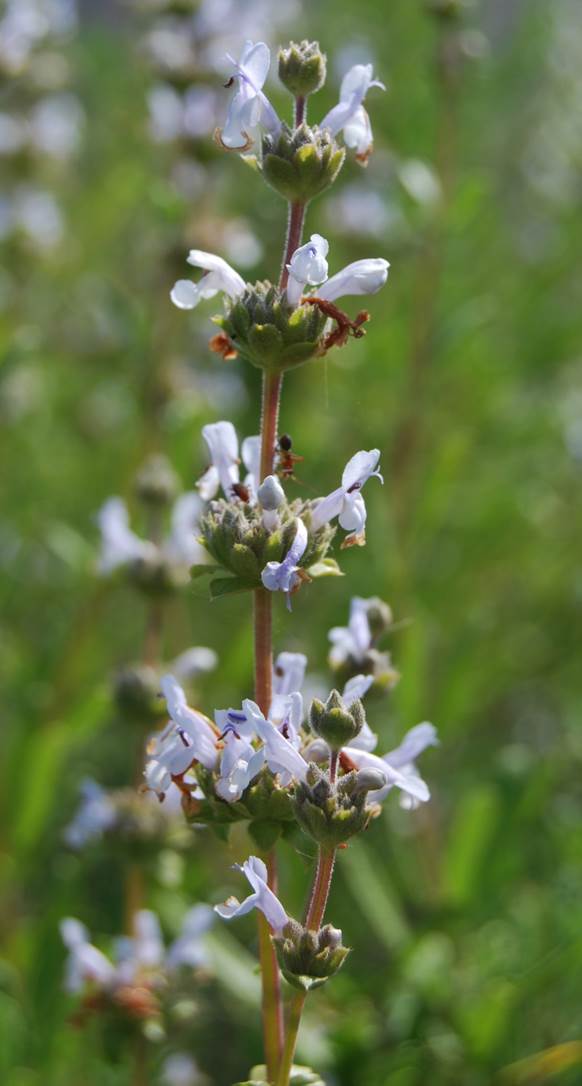 salvia-mellifera-19apr2008-6