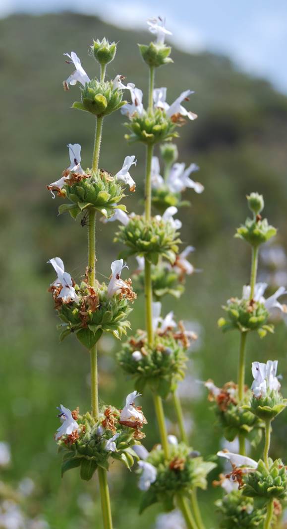 salvia-mellifera-19apr2008-7