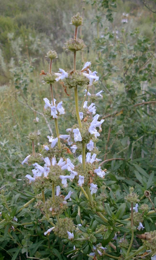 salvia-mellifera-23feb2003-a