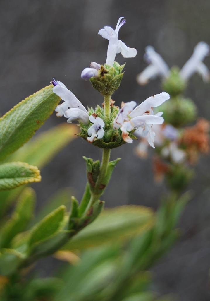 salvia-mellifera-24apr2013-1 salvia-mellifera-24apr2013-1