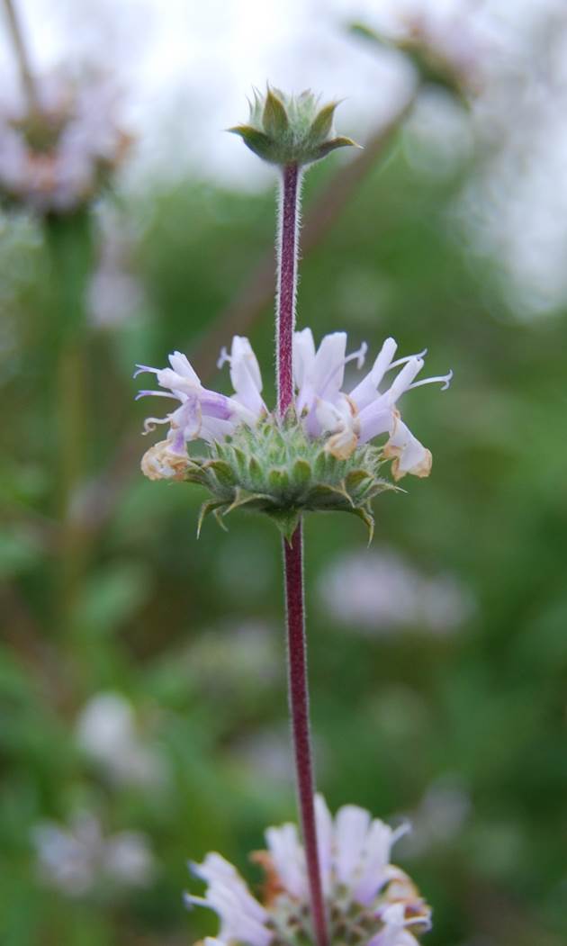 salvia-mellifera-3apr2013-2
