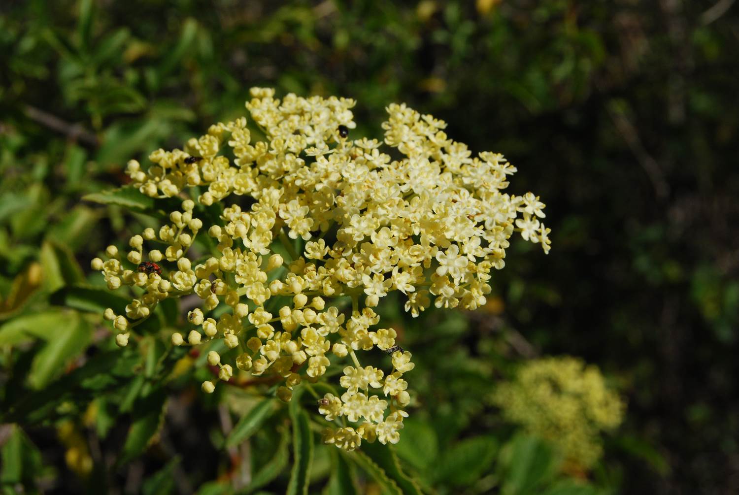 sambucus-10apr2013