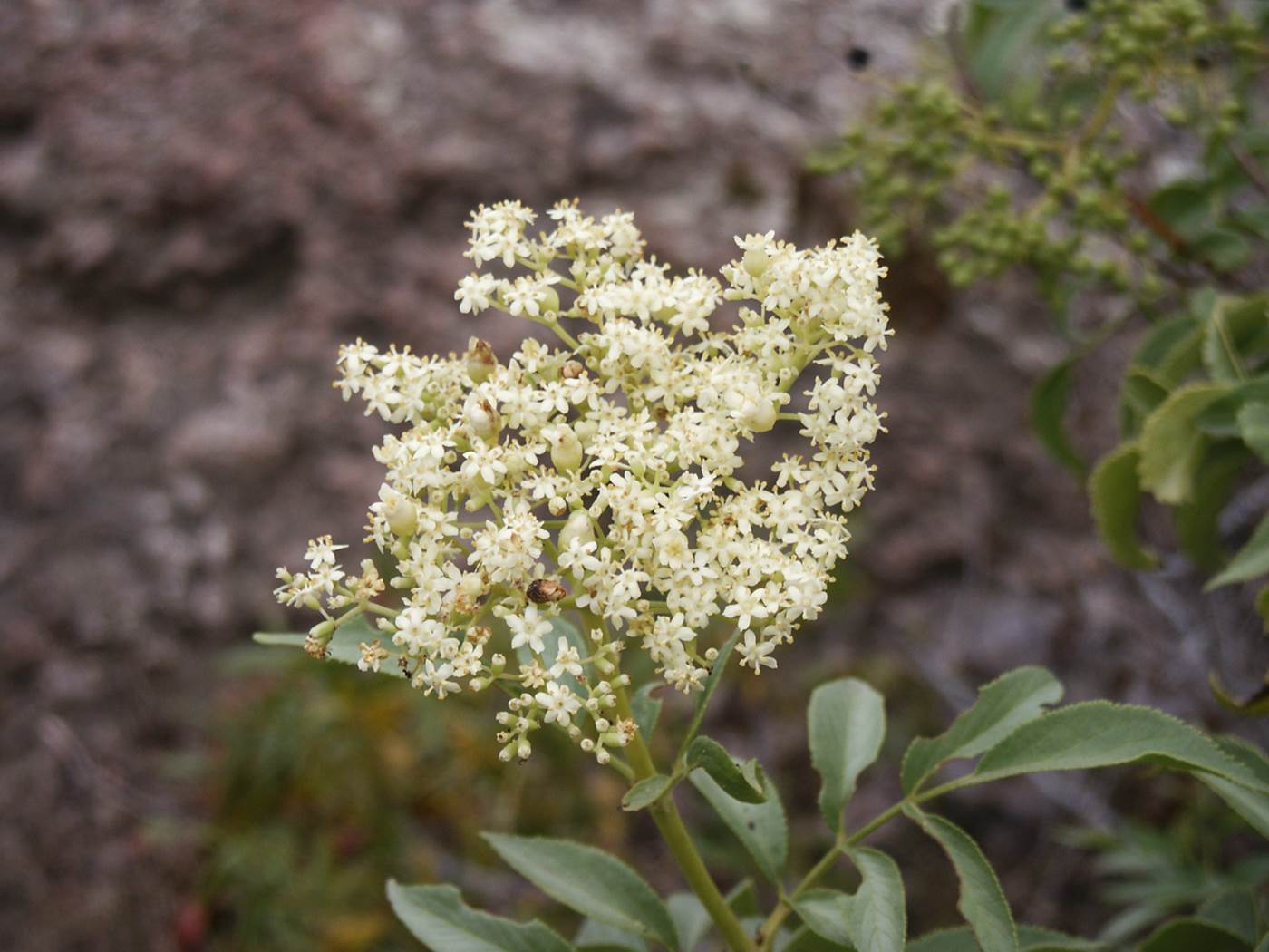 sambucus-22jun2013