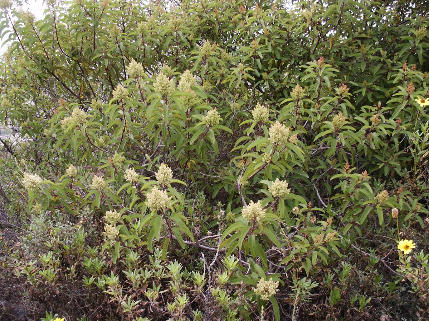 malosma-laurina-barrett