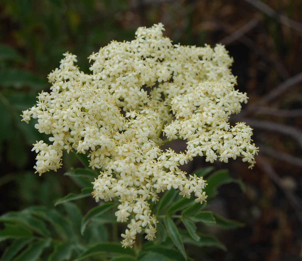 sambucus-nigra-13june2014-1