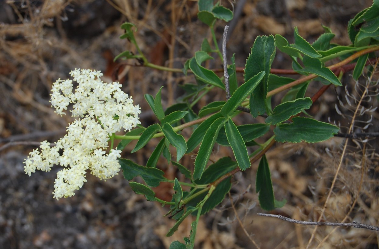 sambucus-nigra-1june2015-1