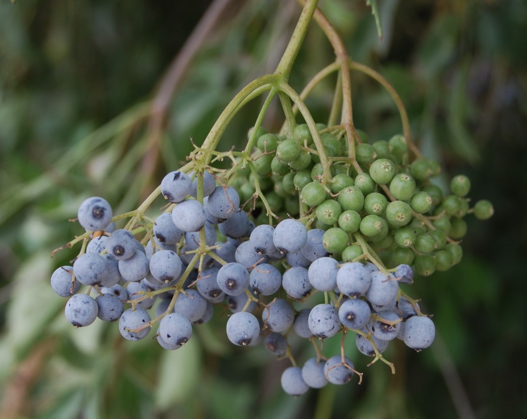 sambucus-nigra-1june2015-5