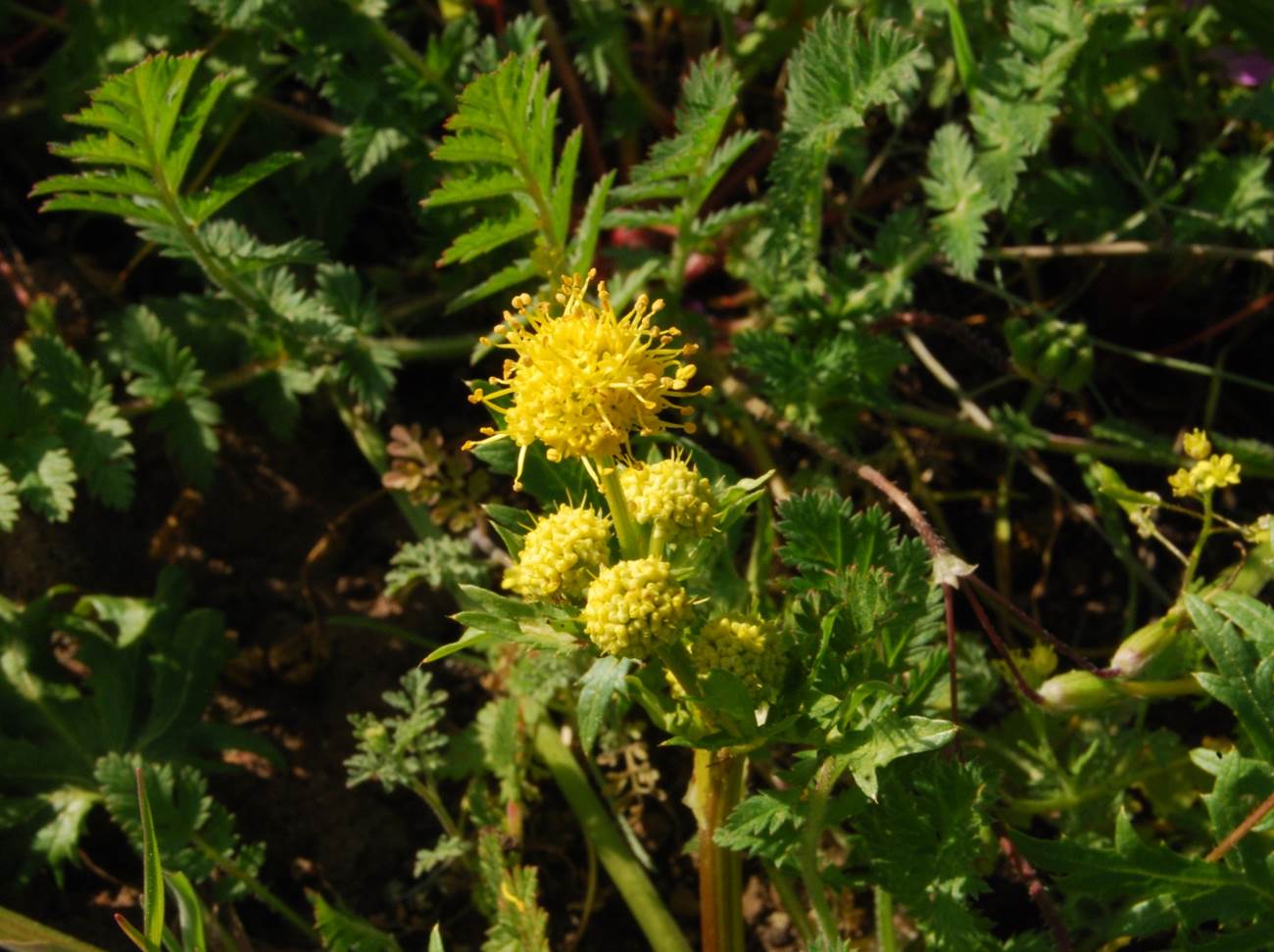 sanicula-arguta-6feb2015-7