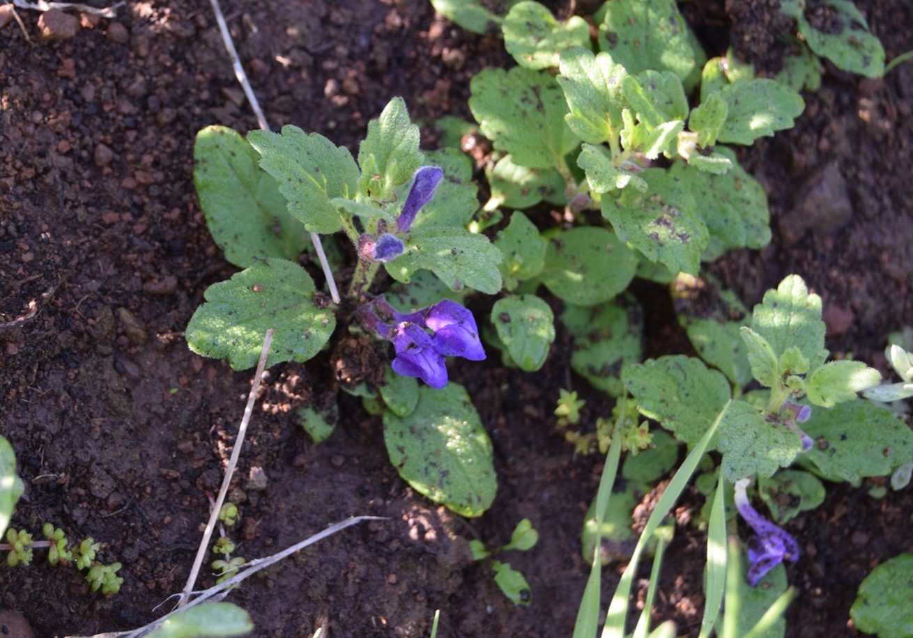 scutellaria-tuberosa-1-12mar2016 scutellaria-tuberosa-1-12mar2016