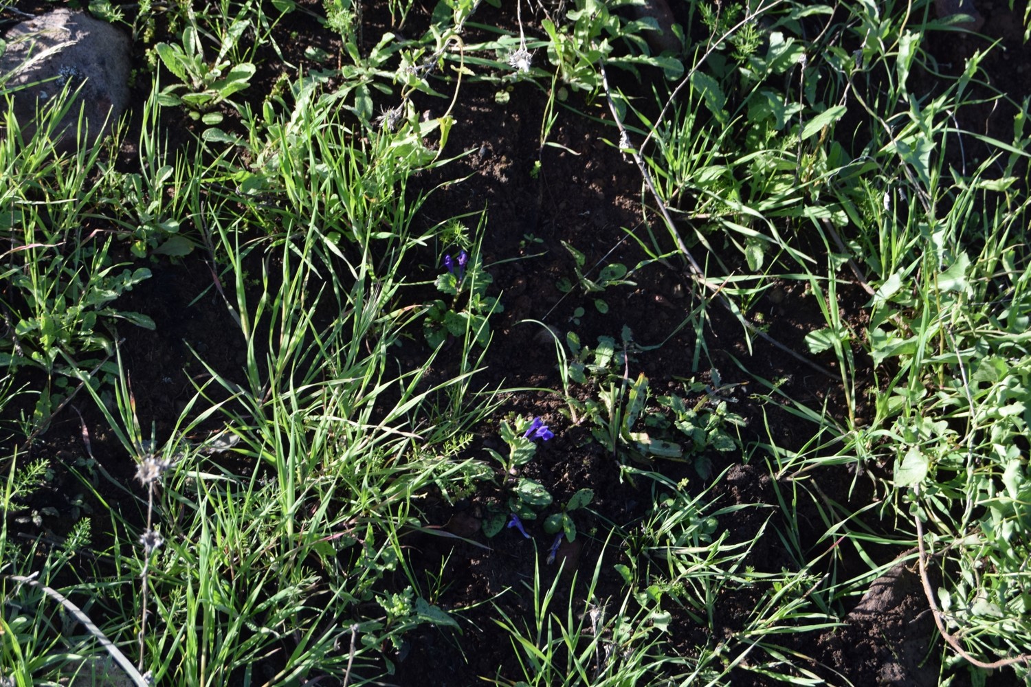 scutellaria-tuberosa-3-12mar2016 scutellaria-tuberosa-3-12mar2016