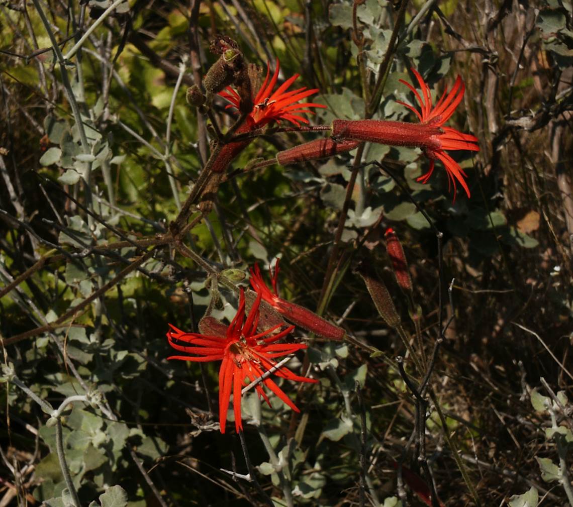 silene-laciniata-14june2003-b