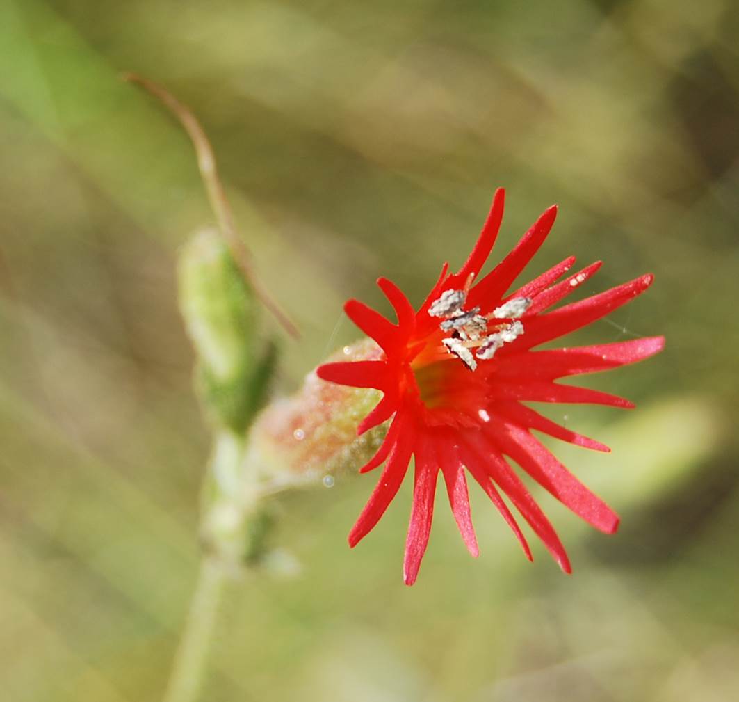 silene-laciniata-15apr2013-1