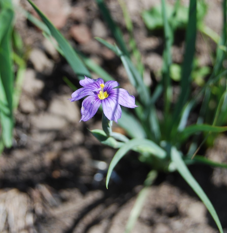sisyrinchium-bellum-7may2014-1