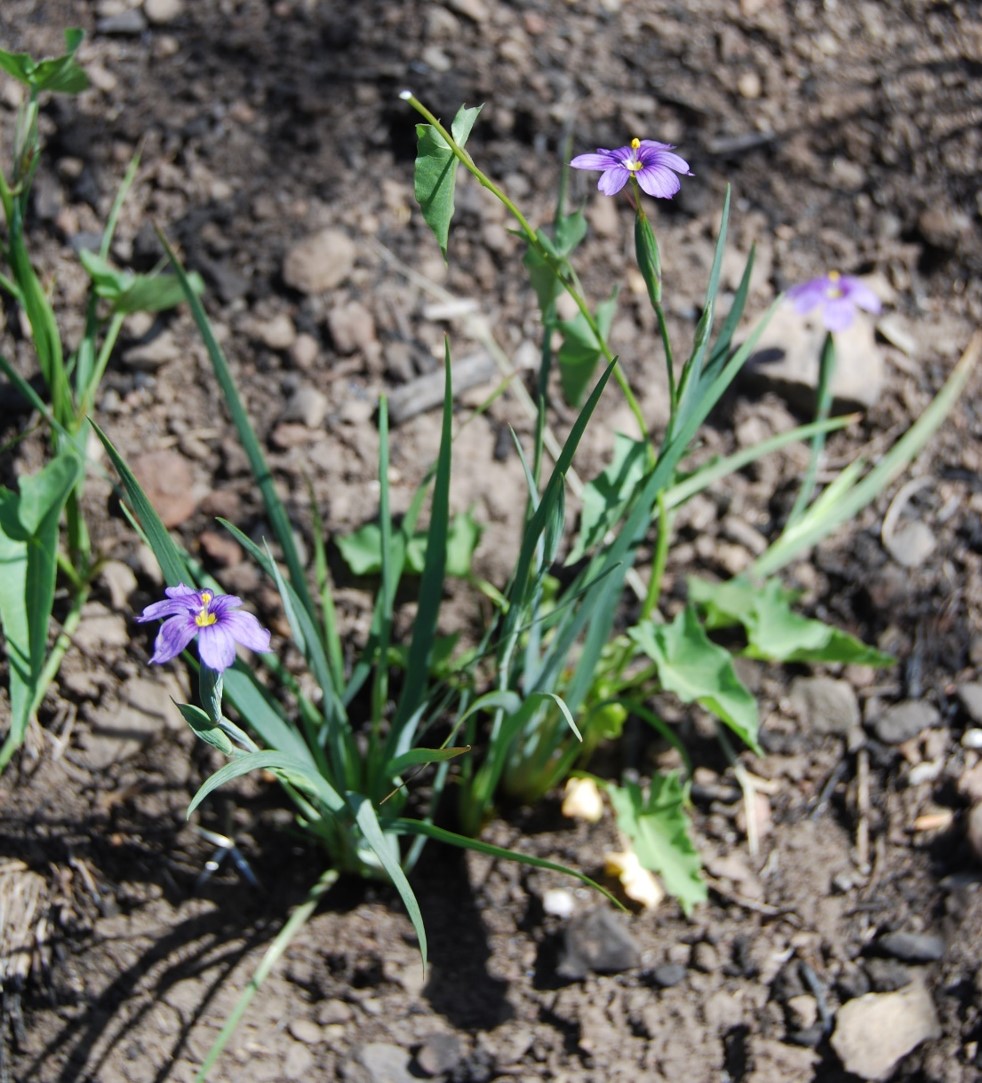 sisyrinchium-bellum-7may2014-3