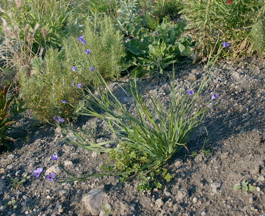 sisyrinchium-bellum-8mar2003-c