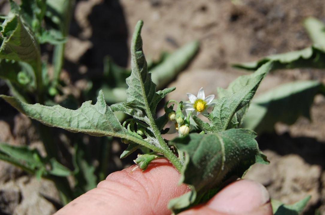 solanum-white-14may2014-3