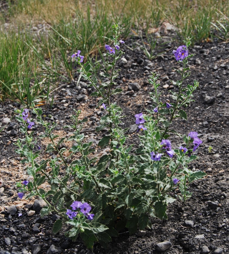 solanum-xanti-20may2014-7