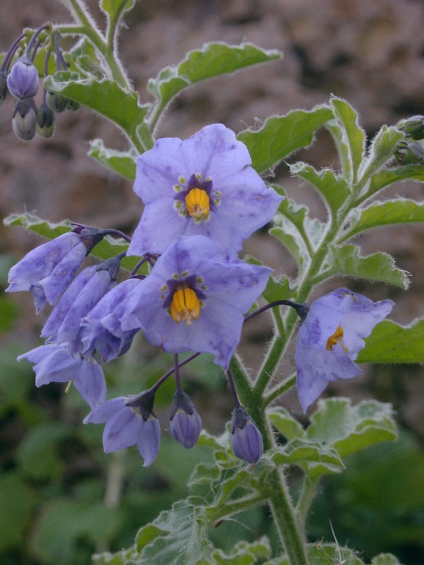 solanum-xanti-26feb2003-a