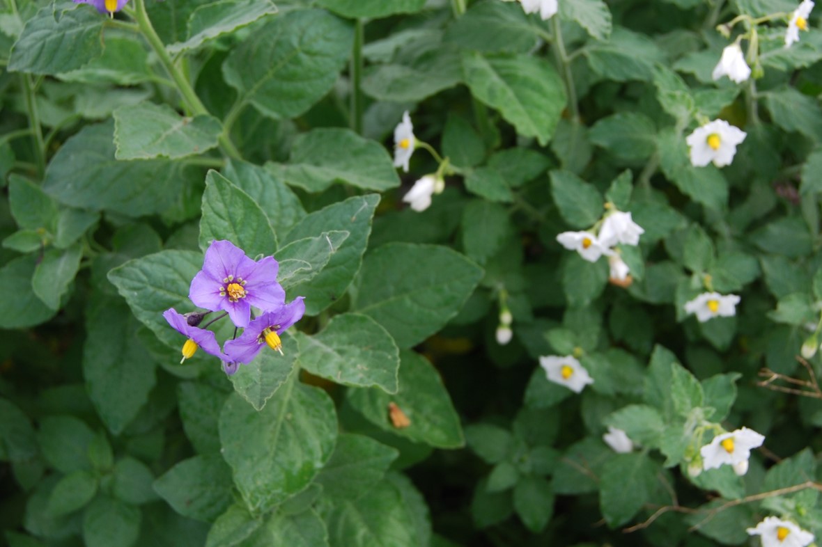 solanum-xanti-4feb2015-15