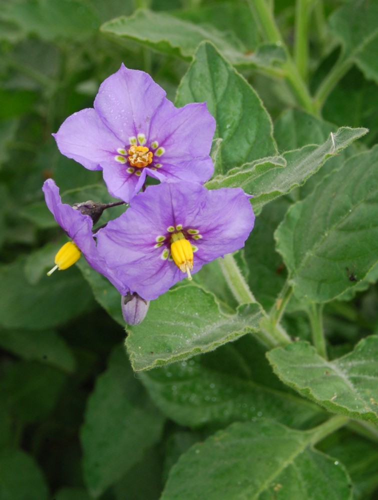 solanum-xanti-4feb2015-19