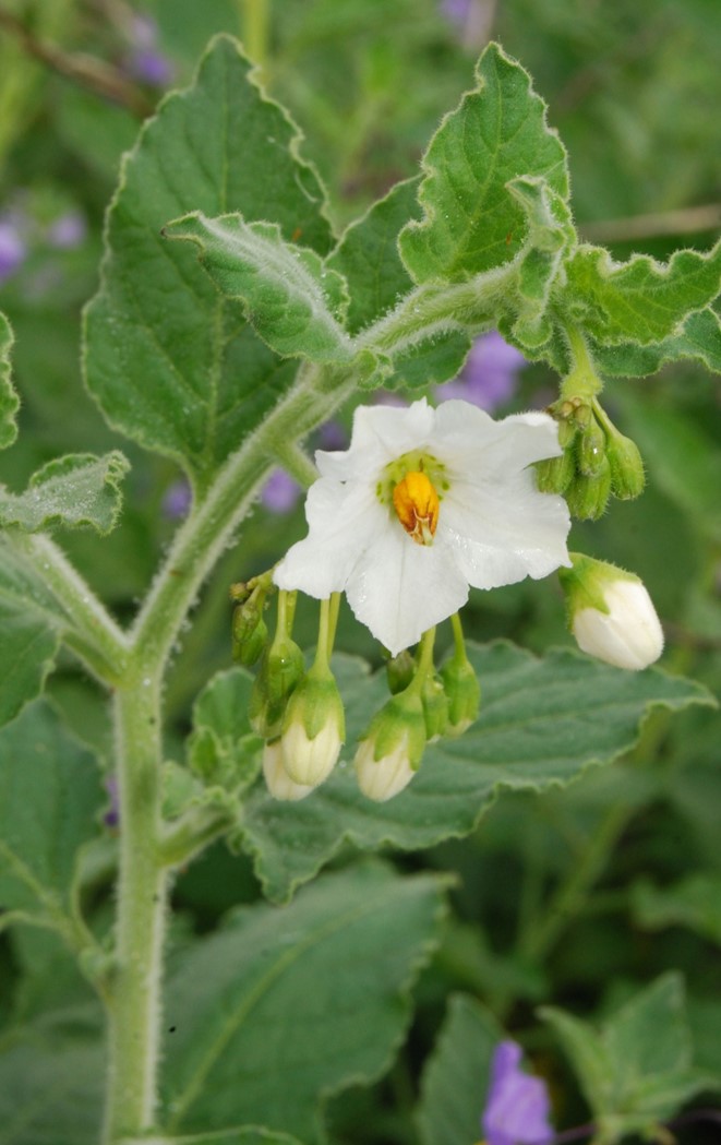 solanum-xanti-4feb2015-3