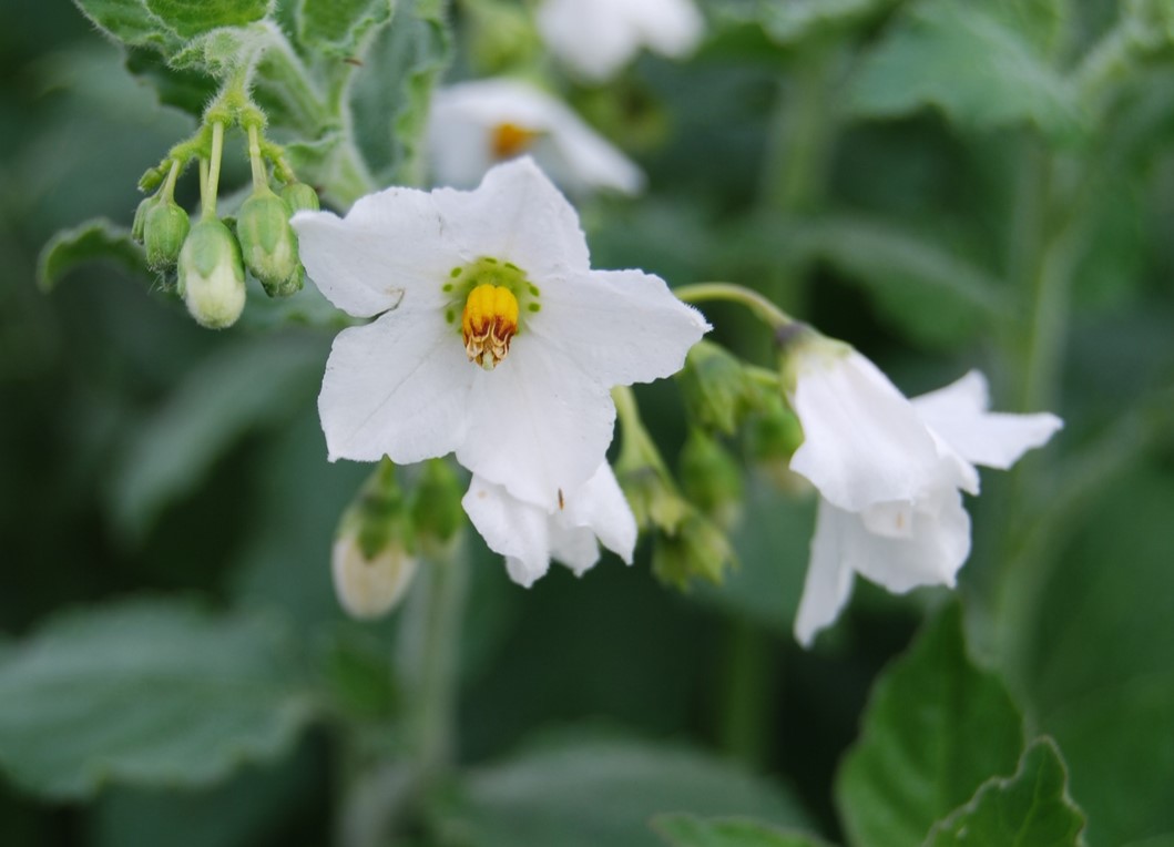 solanum-xanti-4feb2015-7
