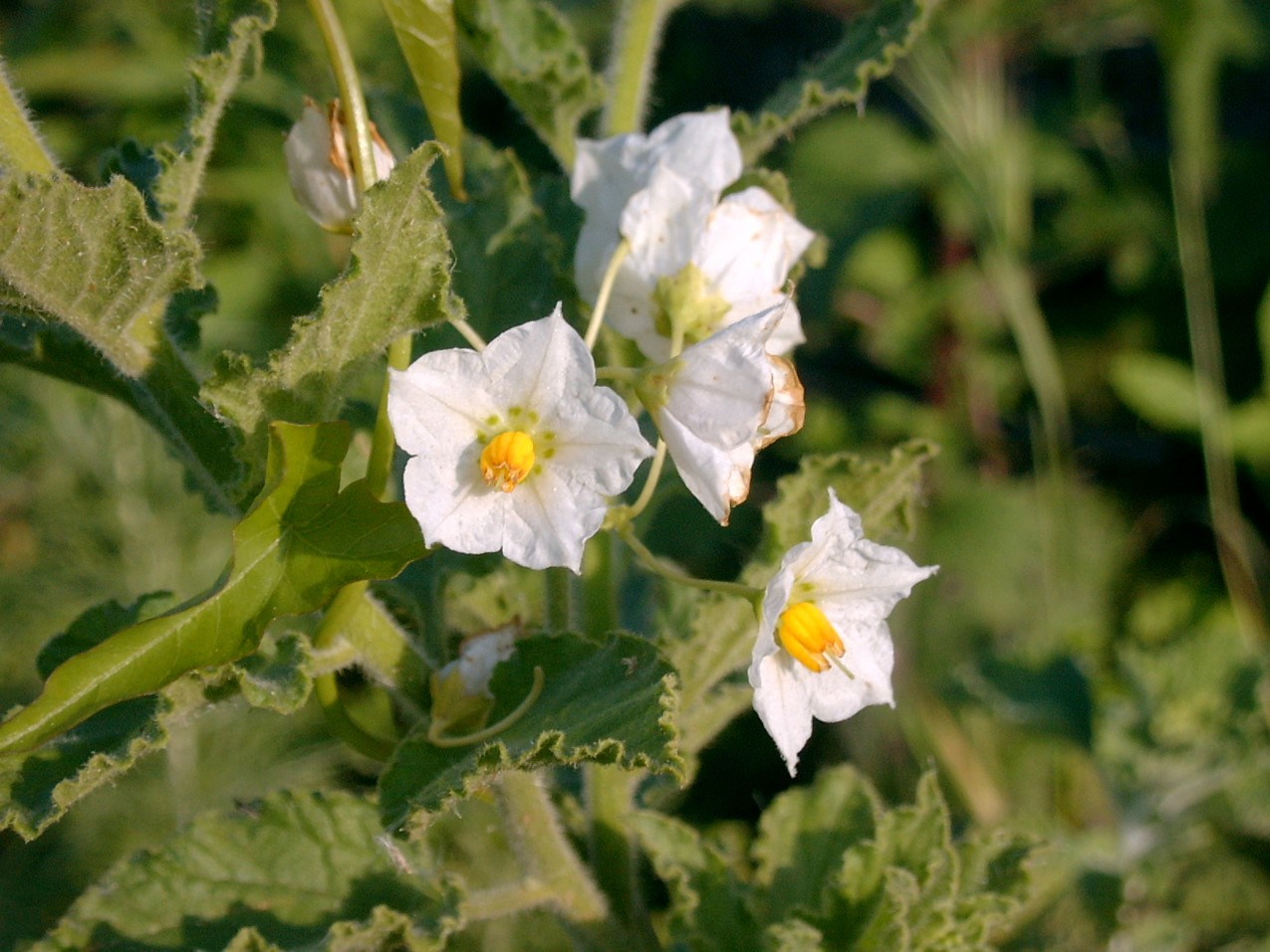solanum-xanti-8mar2003-whiteform