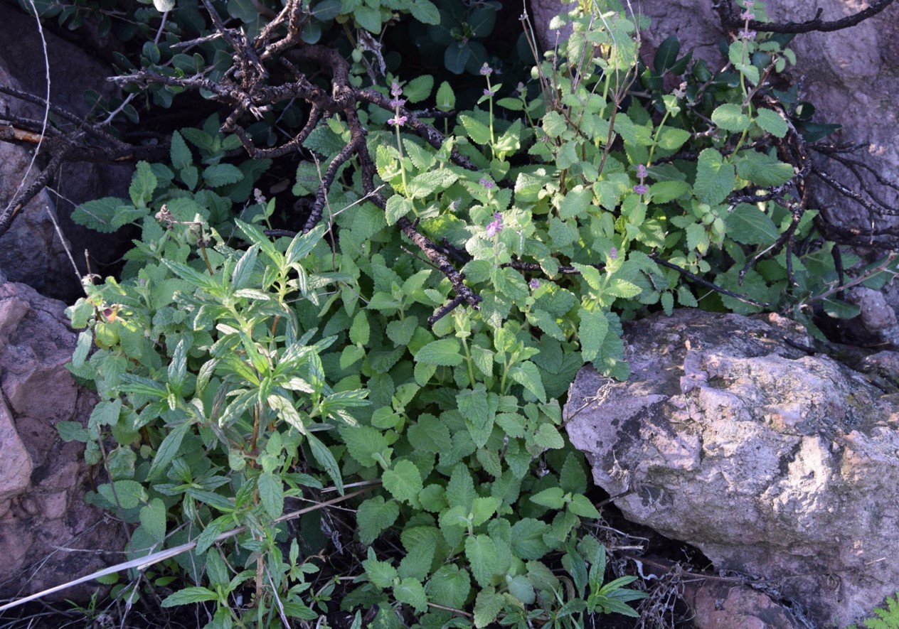stachys-bullata-12mar2016-3