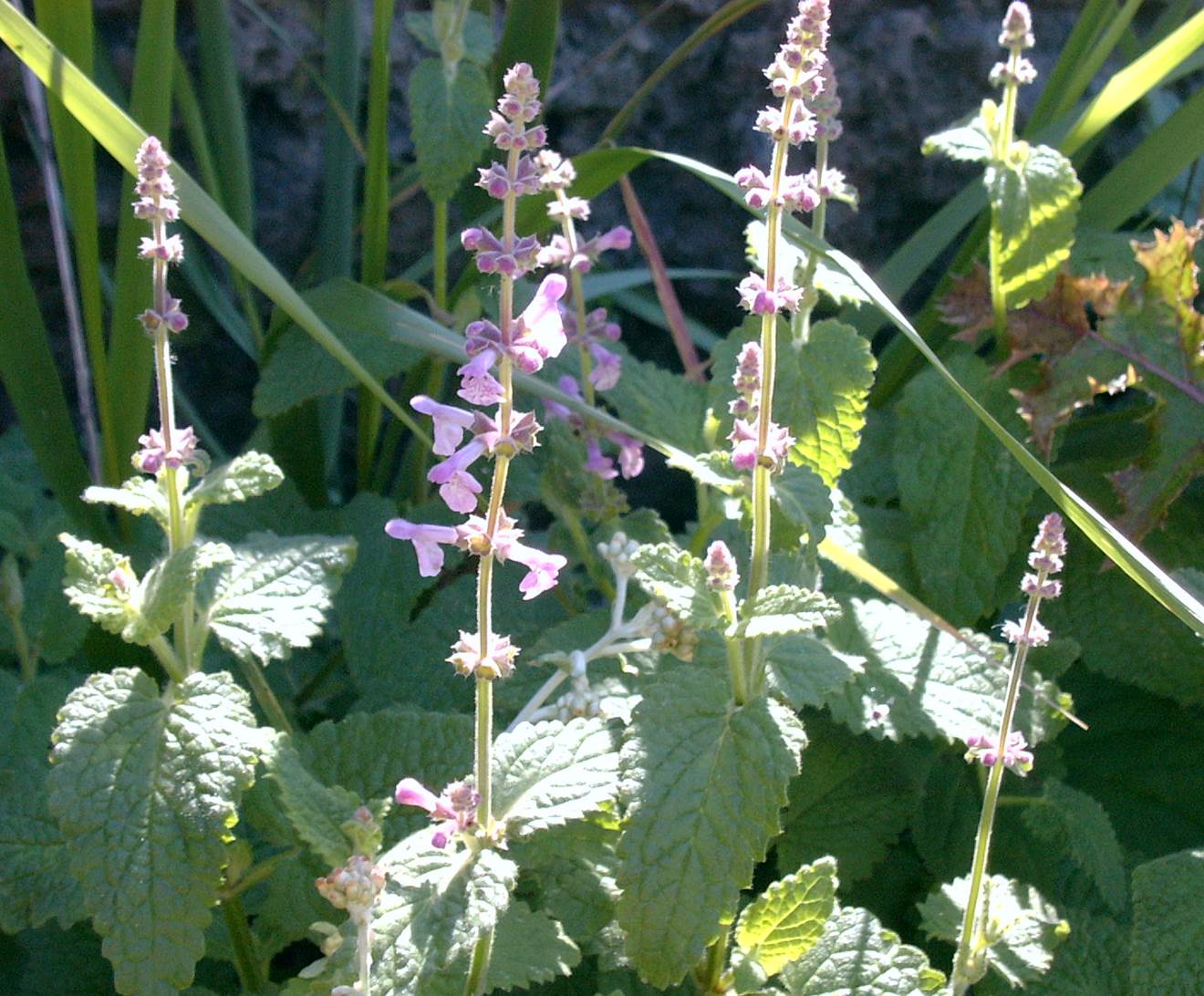 stachys-bullata-1march2003-