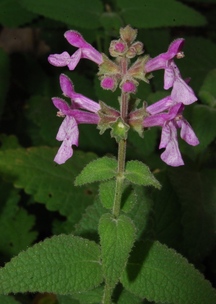 stachys-bullata-6june2014-10